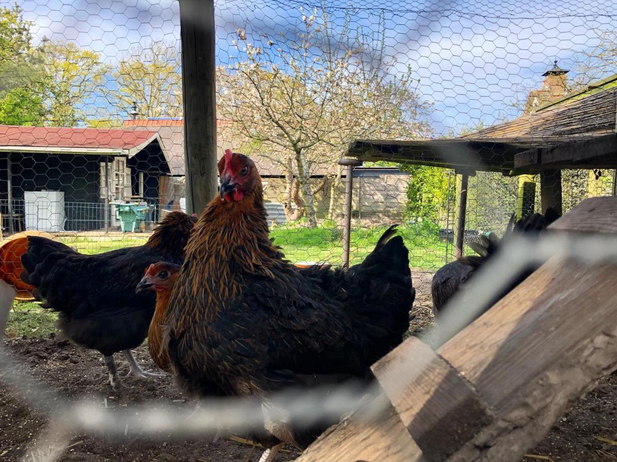Hoeve Te Gast - Vakantieboerderij Groet Extérieur photo